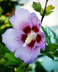Image result for Hibiscus meyeri