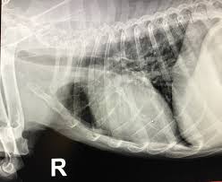 However, most lung cancer is seen in medium to large sized dogs and is most frequently diagnosed in older dogs. Blogs