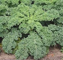 Check spelling or type a new query. Kale Wikipedia