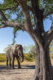 The jackalberry tree can grow very tall, up to 80 feet, with a trunk circumference of 16 feet. Elephant Under Jackalberry Tree Alaskaphotographics