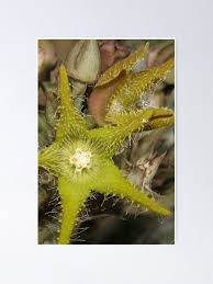 Image result for Orbea dummeri