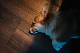 Australia hotels with free parking. Guide To Flooring With Dogs Cats And Other Pets Floor Venue