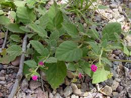Image result for Boerhavia coccinea