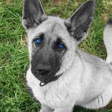 Gorgeous Silver German Shepherd Puppy By Guven Gugercin Puppies With Blue Eyes Shepherd Puppies German Shepherd Puppies