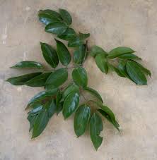 Image result for Englerodendron