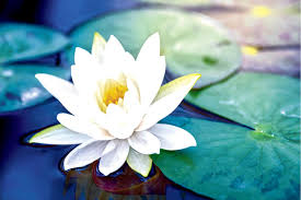 But you may have to act fast as think how jealous you're friends will be when you tell them you got your 3d lotus flower on aliexpress. Wallpaper Mural Beautiful White Lotus Flower 101529769