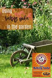 Baking soda is everywhere in oral hygiene products and baked foods. Baking Soda For Plants 20 Clever Uses For Baking Soda In The Garden