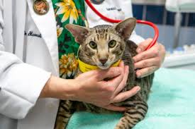 Did you found any signs of cancer in your cat? Chronic Kidney Disease In Cats And Subcutaneous Fluids Amcny Org