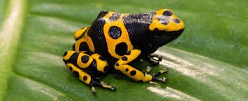 Black And Yellow Dart Frog Yellow Banded Poison Dart Frog Tennessee Aquarium Poison Dart Frogs Dart Frog Poison Frog