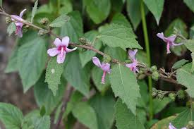 Image result for Urena