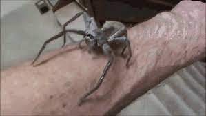 How much do cats actually kill? How To Identify A Bite From A Giant Huntsman Spider Quora