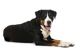 Der vorschlag den „dürrbächler in „berner sennenhund umzubenennen, stammt vom schweizer geologen und kynologen prof. Grosser Schweizer Sennenhund Furchtloser Haus Und Familienhund