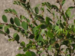 Image result for Phyllanthus glaucophyllus