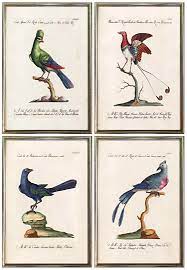 Check spelling or type a new query. Antique Bird Prints Museum Outlets