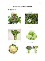 Pada umumnya daun pada jenis tanaman sayuran, daun atau tangkainya bisa di manfaatkan untuk di konsumsi baik di masak terlebih dahulu maupun di jadikan lalapan. Jenis Sayuran