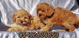 Toy Poodle Yavrusu Poodle Oyuncak Kanis Kopek