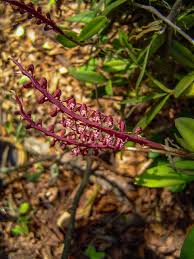 Image result for Bulbophyllum scaberulum