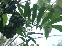 Image result for Annonaceae