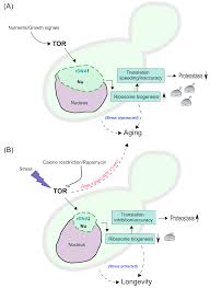 This structure is made up of proteins and ribonucleic acids (rna). Cells Free Full Text Nucleolar And Ribosomal Dna Structure Under Stress Yeast Lessons For Aging And Cancer Html