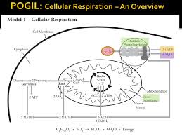 What do the arrows in the model represent? Pogil Cellular Respiration Ppt Download