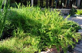 Image result for Polygala senensis