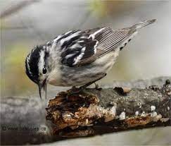 L'oiseau noir et l'oiseau blanc, 1960. La Paruline Noir Et Blanc Mniotilta Varia