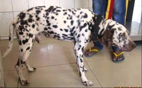 Pericardial Effusion In Dogs Intechopen
