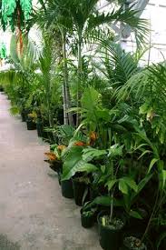 Maybe you would like to learn more about one of these? Palm Tree Cycad And Tropical Plant Nursery San Diego Ca