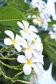Petalos Frangipani Blanco Las Flores Son De Color Amarillo Brillante En El Centro Fotos Retratos Imagenes Y Fotografia De Archivo Libres De Derecho Image 20784396