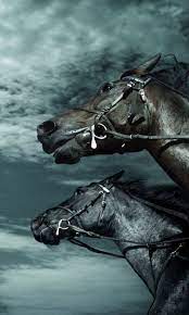 Download Wallpaper 480x800 Horses Sky Dark Rate Htc Samsung Galaxy S2 2 Ace 480x800 Hd Background Beautiful Horse Pictures Horses Horse Pictures
