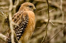 Bird Of Prey That Feeds On Fish 6 Letters More Red Shouldered Hawks Animal Spirit Guides Bird Photography Spirit Animal
