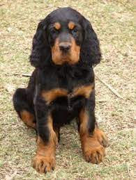 Beauty, brains and bird sense have always been an important. 9 Gordon Setter Pup Ideas Gordon Setter Dog Cat Irish Setter