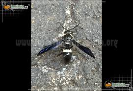 Some possibilities include butterflies, bees and wasps. Four Toothed Mason Wasp Monobia Quadridens