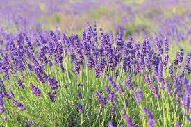 12 Lavender Varieties You Need To Try