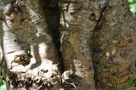 Image result for Breonadia