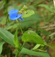 Image result for Commelina reptans