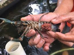 Berikut ini adalah beberapa jenis lobster air tawar yang dikembangbiakkan atau diternakkan untuk kebutuhan sebagai hewan hias ataupun konsumsi yaitu Bisnis Budi Daya Lobster Air Tawar Yang Masih Bertahan Di Zaman Now Kumparan Com