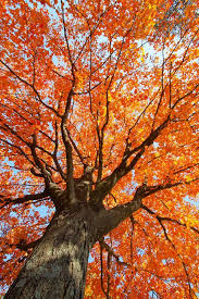 Autumn Is Right Around The Corner And The Leaves Are Changing In New England Check Out Our List Of The Best Ro Orange Aesthetic Autumn Drives Autumn Aesthetic