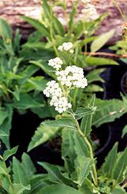 Image result for Parthenium