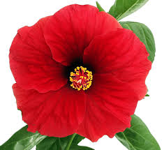 Image result for Hibiscus Red 2016 Vito