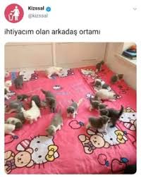 Gulmeli Sekiller