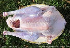 This feature requires flash player to be installed in footnotes for turkey breast meat. Raising Turkeys How To Raise Turkeys For Meat And Profit