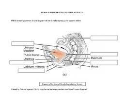 Egg tubes (oviduct) the egg tube, also called the fallopian tube or oviduct, is. Male Reproductive System Blank Diagram Human Anatomy