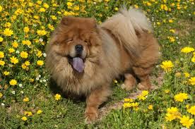 Best Quality Chow Chow Puppies For Sale In Singapore January 2022