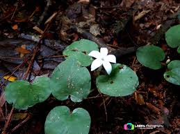 Image result for Geophila