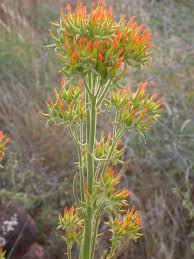 Image result for Kalanchoe lanceolata