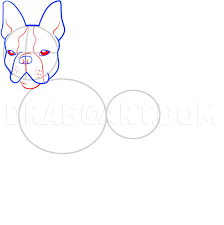 You might also be interested in. How To Draw A Boston Terrier Coloring Page Trace Drawing