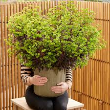 Image result for Euphorbia memoralis