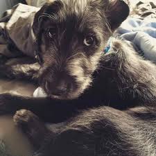 A german shepherd irish wolfhound mix! Irish Wolfhound Terrier Mix Puppies Petsidi