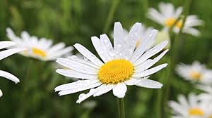 Daisy flower green watercolor png clipart of 28 files. Daisy Flower Moving 4k Relaxing Screensaver Youtube